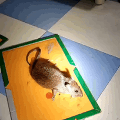 (Pack of 10) Sticky Glue Mouse Trap Book Essential Rat Catcher For Home and Dorm Cleaning